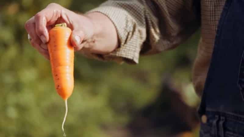 Unpretentious mid-early carrot hybrid Red Cor