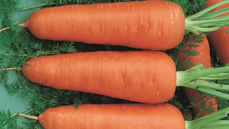 Unpretentious mid-early carrot hybrid Red Cor