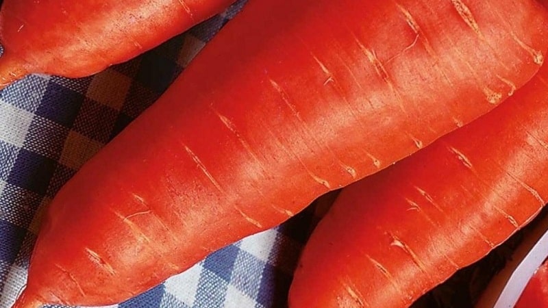 Unpretentious mid-early carrot hybrid Red Cor