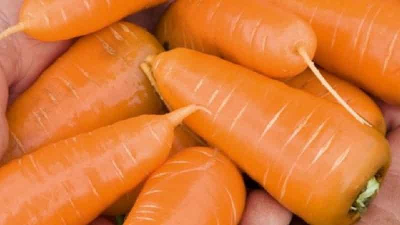 Unpretentious mid-early carrot hybrid Red Cor