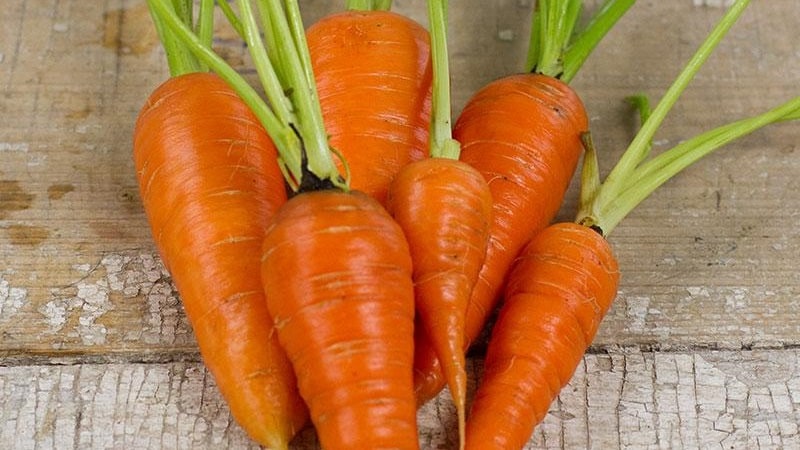Unpretentious mid-early carrot hybrid Red Cor