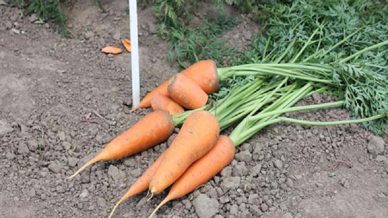 Unpretentious mid-early carrot hybrid Red Cor