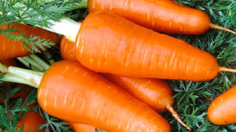 Unpretentious mid-early carrot hybrid Red Cor