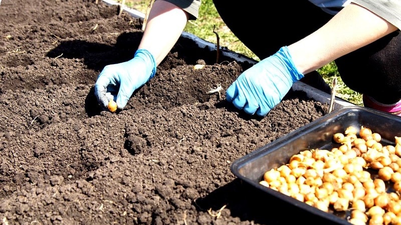 Processing onions before planting before winter