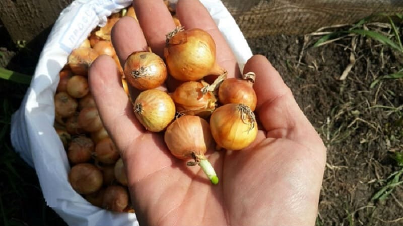 Processing onions before planting before winter