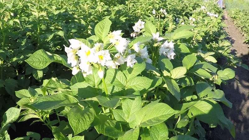 One of the most unpretentious potato varieties - Lina: description of yield and tips for growing