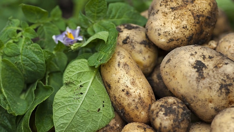 One of the most unpretentious potato varieties - Lina: description of yield and tips for growing