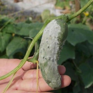 How to cure cucumbers in a greenhouse from white rot