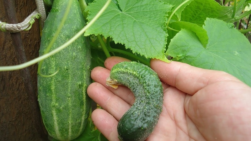 Why do cucumbers grow crooked in a greenhouse and what to do to prevent deformation of the fruit