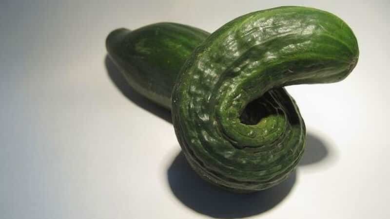 Why do cucumbers grow crooked in a greenhouse and what to do to prevent deformation of the fruit