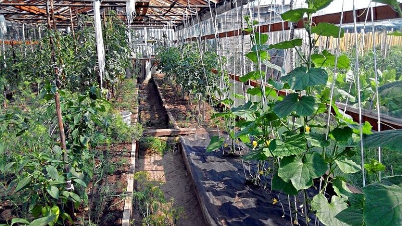 Why do cucumbers grow crooked in a greenhouse and what to do to prevent deformation of the fruit