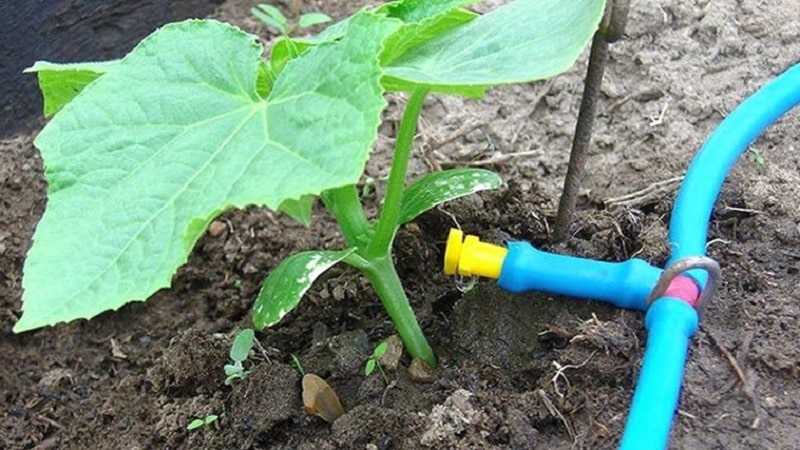 Why do cucumbers grow crooked in a greenhouse and what to do to prevent deformation of the fruit