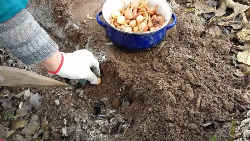 Features of planting onions before winter: after what crops can they be planted?