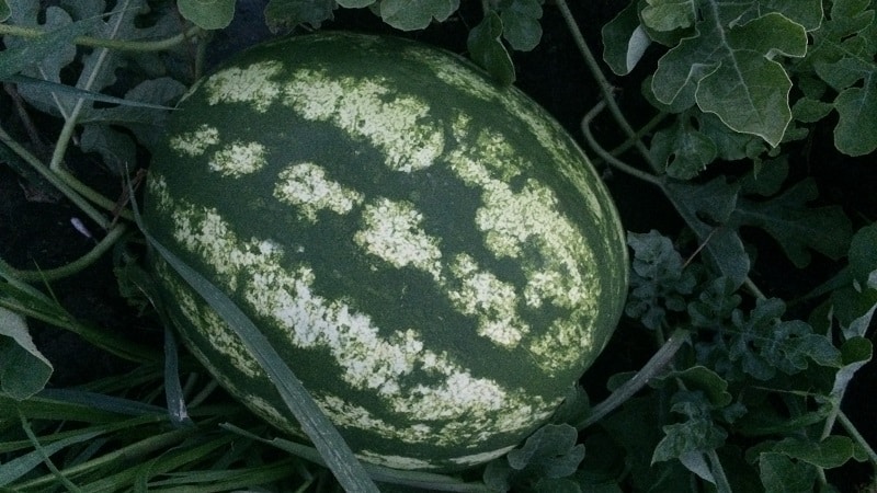 Features of growing watermelons in Siberia in open ground: step-by-step instructions