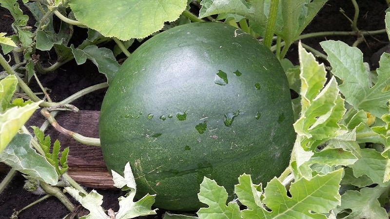 Features of growing watermelons in Siberia in open ground: step-by-step instructions
