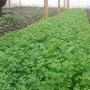 Features of growing parsley in a greenhouse for sale