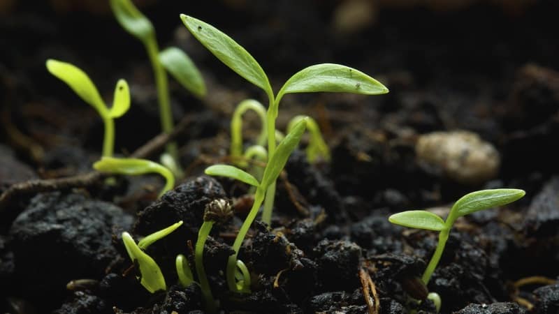 Features of growing parsley in a greenhouse for sale