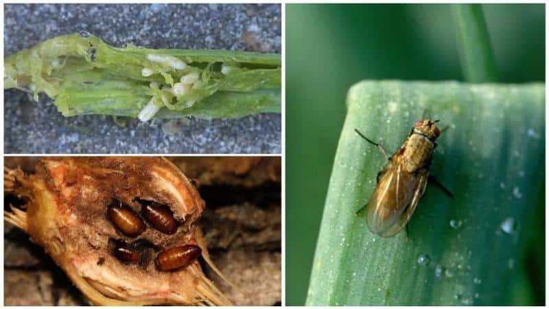 Beware of the onion fly: how to fight and win