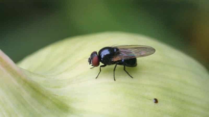 Beware of the onion fly: how to fight and win