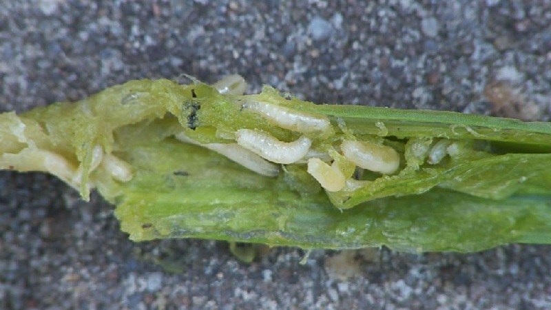 Beware of the onion fly: how to fight and win