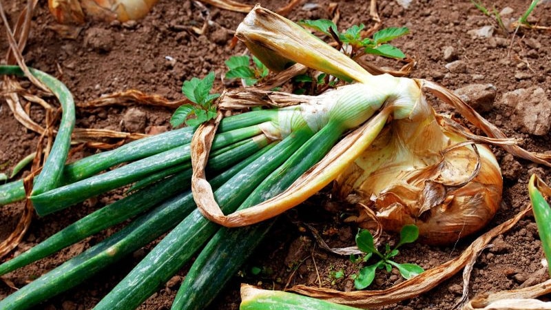 Beware of the onion fly: how to fight and win