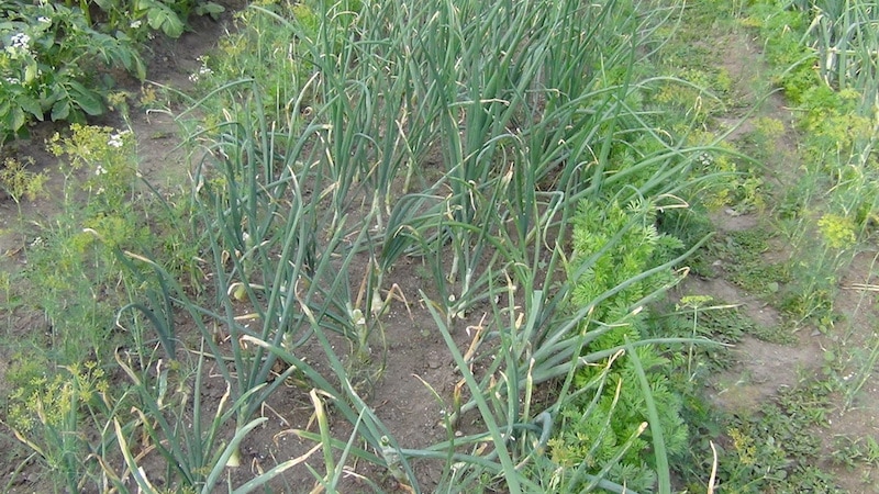 The most effective pest control products: how to treat onions for worms and how to do it correctly