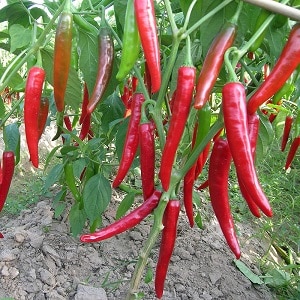 We distinguish hot fruits easily and simply - cayenne pepper and chili: what is the difference and how to use them