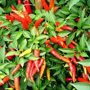 We distinguish hot fruits easily and simply - cayenne pepper and chili: what is the difference and how to use them