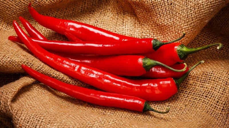 We distinguish hot fruits easily and simply - cayenne pepper and chili: what is the difference and how to use them