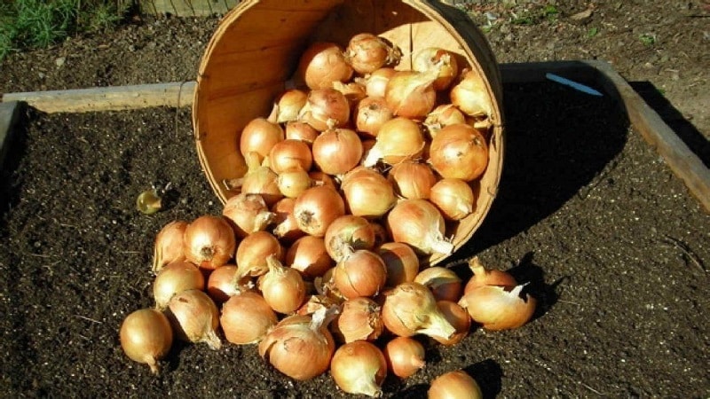 Winter varieties of onion sets for planting before winter