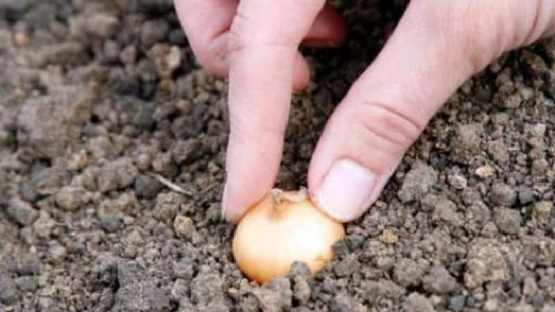 Winter varieties of onion sets for planting before winter
