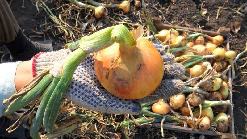 Winter varieties of onion sets for planting before winter