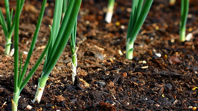 Winter varieties of onion sets for planting before winter