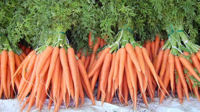 Analysis of mistakes when growing: why carrots are bitter and how to prevent it