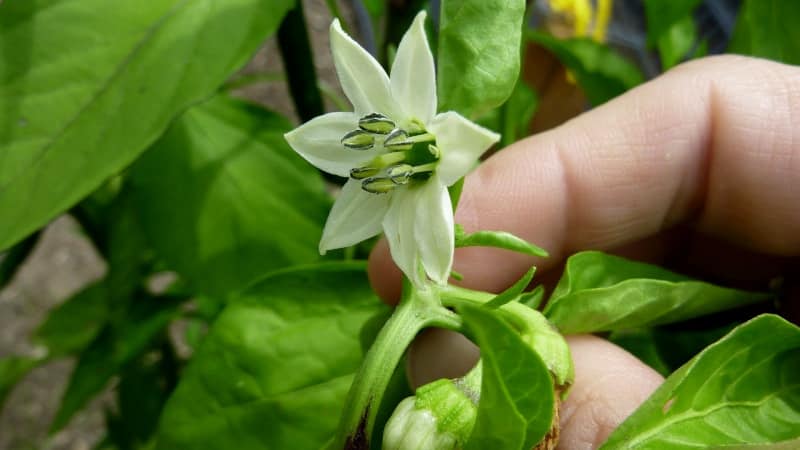Why peppers don’t set in a greenhouse: what to do to get a rich harvest