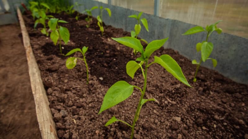 Why peppers don’t set in a greenhouse: what to do to get a rich harvest