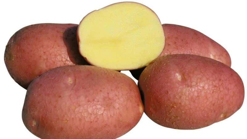 Why gardeners love to grow Cherry potatoes: characteristics and description of the variety