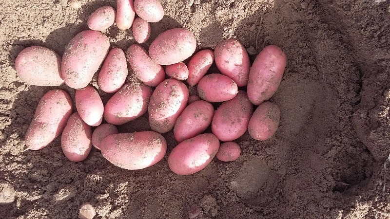 Why gardeners love to grow Cherry potatoes: characteristics and description of the variety