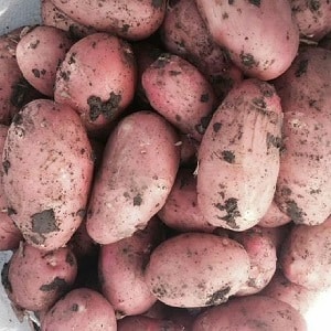 Why gardeners love to grow Cherry potatoes: characteristics and description of the variety