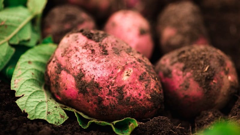 Why gardeners love to grow Cherry potatoes: characteristics and description of the variety