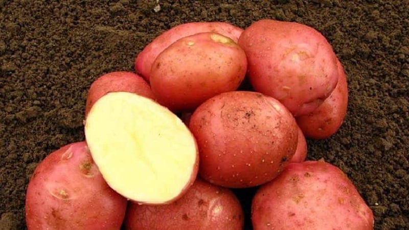 Why gardeners love to grow Cherry potatoes: characteristics and description of the variety