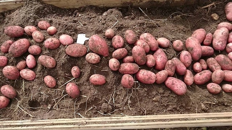 Why gardeners love to grow Cherry potatoes: characteristics and description of the variety