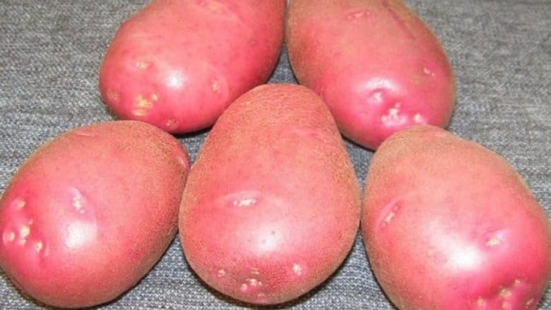 Why gardeners love to grow Cherry potatoes: characteristics and description of the variety