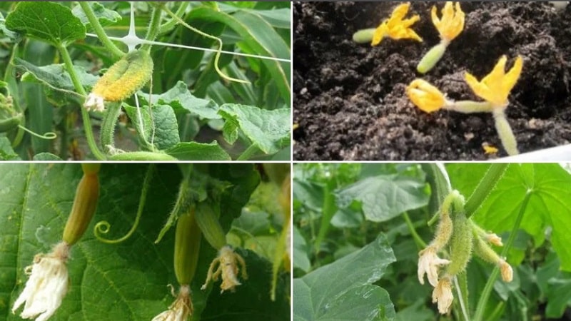 Why do the ovaries of cucumbers fall off and what to do to save your harvest?