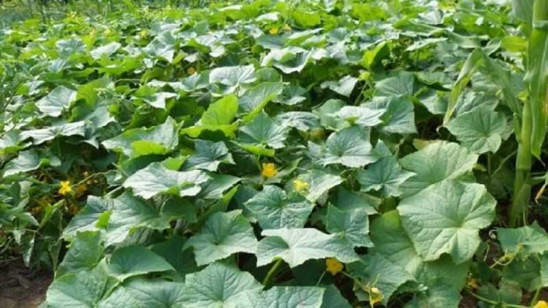 Why do the ovaries of cucumbers fall off and what to do to save your harvest?