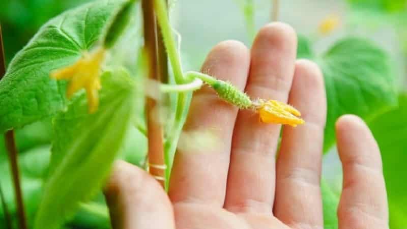 Why do the ovaries of cucumbers fall off and what to do to save your harvest?