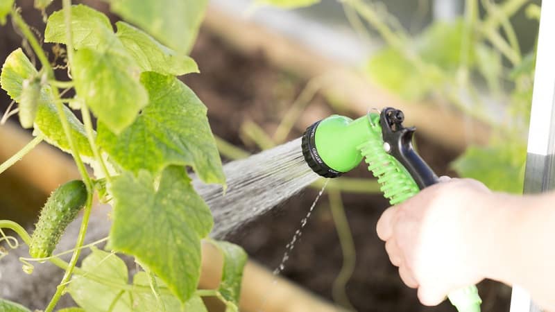 Why do the ovaries of cucumbers fall off and what to do to save your harvest?