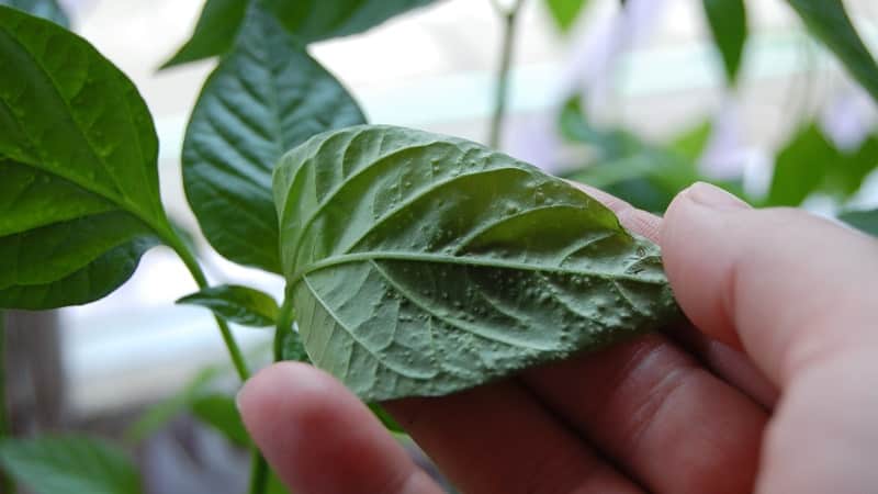 Why do the leaves of peppers in a greenhouse wither and what to do to save your harvest?