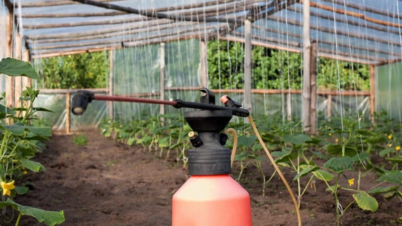 We feed cucumbers in the greenhouse for a rich harvest: diagrams and recipes
