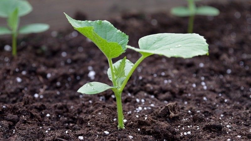 We feed cucumbers in the greenhouse for a rich harvest: diagrams and recipes